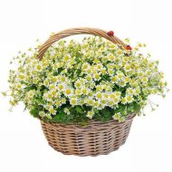 Корзина с ромашками